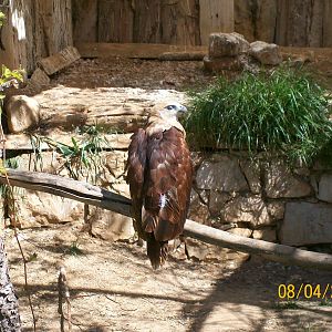 Brahminy kite