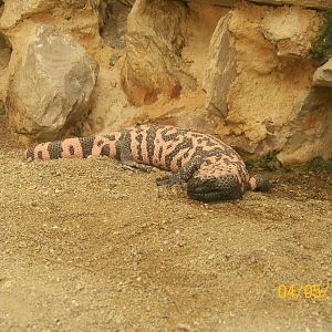 Gila monster