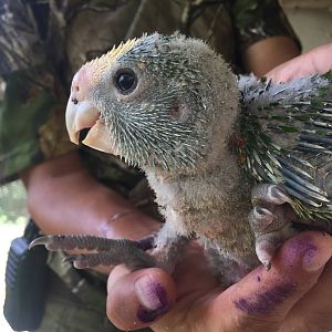 Baby Parrot
