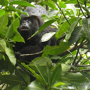 Howler Monkey