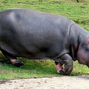 Hippopotamus 'Lola'; Whipsnade; 25th July 2015