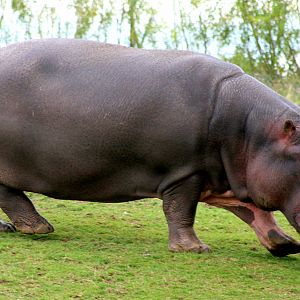 Hippopotamus 'Lola'; Whipsnade; 25th July 2015