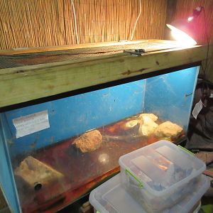Morelet's Crocodile Exhibit (a juvenile)