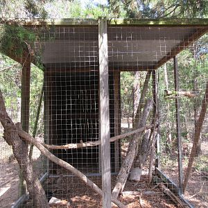 Eurasian Eagle Owl Exhibit