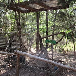 Albino Raccoon Exhibit