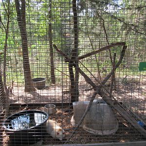 Albino Raccoon Exhibit
