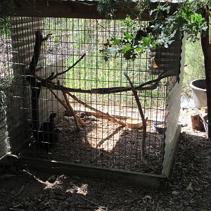 Yellow Golden Pheasant Exhibit