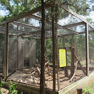 Patas Monkey Exhibit