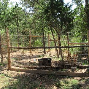 New Guinea Singing Dog Exhibit