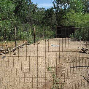 Patagonian Cavy Exhibit