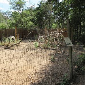 Reeve's Muntjac Exhibit