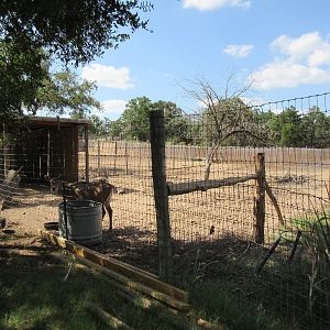 Nilgai/Scimitar-Horned Oryx Exhibit