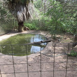 Nile Crocodile Exhibit