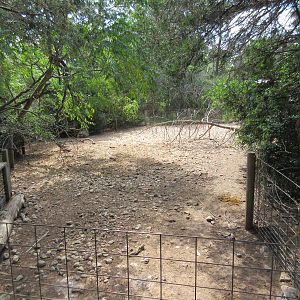 African Spurred Tortoise Exhibit #1