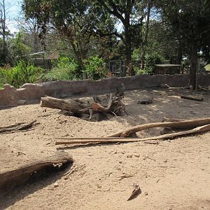 African Spurred Tortoise Exhibit #2