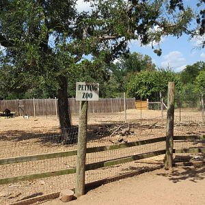 Petting Zoo - domestic goats