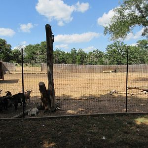 Petting Zoo - domestic goats