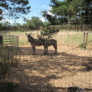 Grant's Zebra/Blue Wildebeest Exhibit
