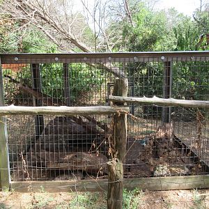 Asian Palm Civet Exhibit