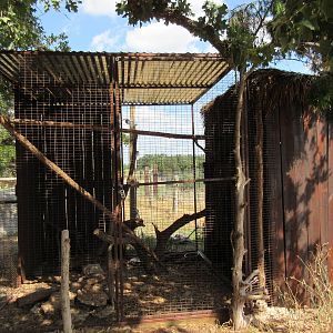 Red-Fronted Brown Lemur Exhibit