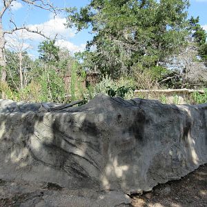 Black-Tailed Prairie Dog Exhibit