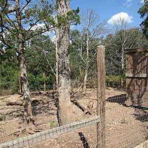 Bornean Bearded Pig Exhibit