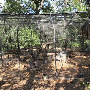 Red-Fronted Brown Lemur Exhibit