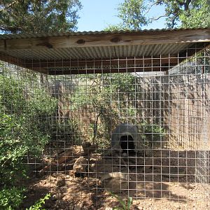 African Crested Porcupine Exhibit