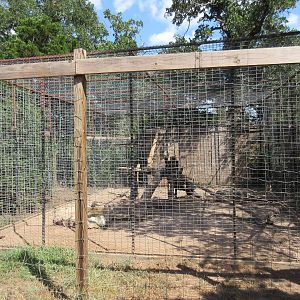 Black Leopard Exhibit
