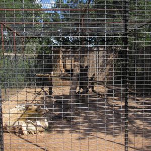 Black Leopard Exhibit