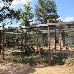 African Lion Exhibit