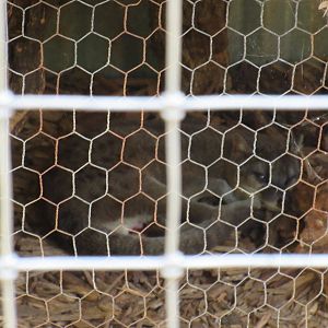 Fanaloka - best image I could get