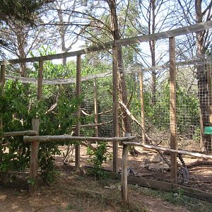 Ring-Tailed Lemur Exhibit