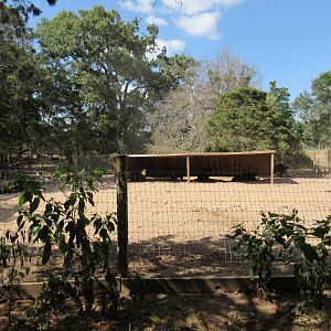 European Wild Boar Exhibit