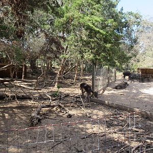 European Fallow Deer Exhibit