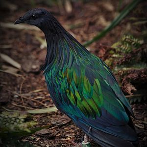 Nicobar pigeon