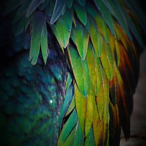 Nicobar pigeon