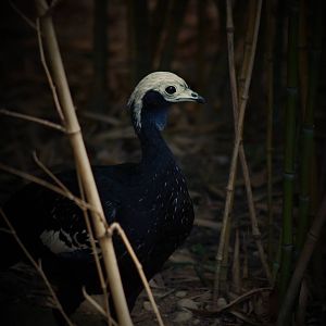 Blue-throated piping guan