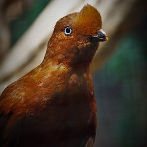 Andean cock-of-the-rock female