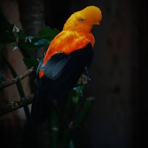 Andean cock-of-the-rock   male