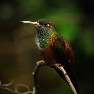 Amazilia hummingbird