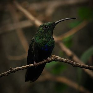 Green-throated carib