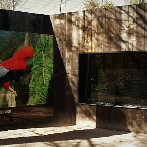 Andean cock-of-the-rock  exhibit