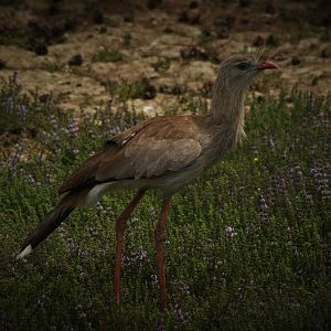 Red-legged seriema