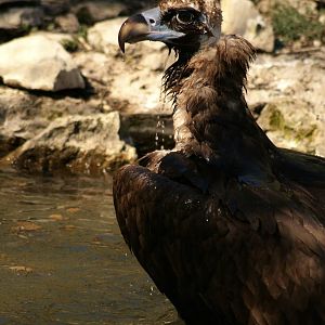 Cinereous vulture
