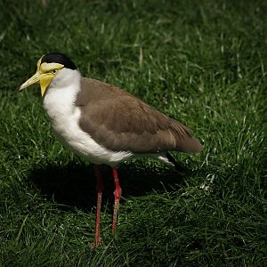 Masked lapwing
