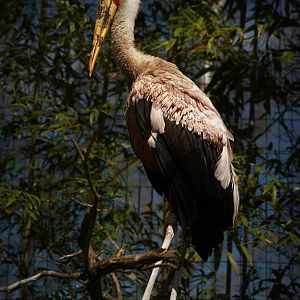 Yellow-billed stork