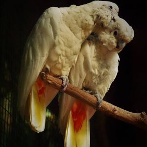 Red-vented cockatoo