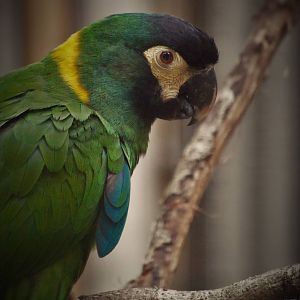 Golden-collared macaw