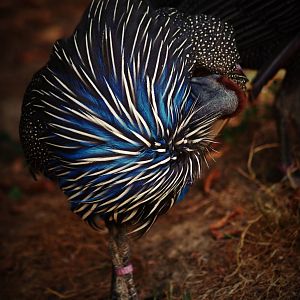 Vulturine guineafowl
